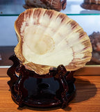 4 Pcs Polished Large Great Scallop Sea Shells 5~6 Inch,Brown Lion's Paw Baking Shells,Ocean Beach Seashells Perfect for Home Decoration, Art Craft, Vase Filler Fish Tank