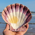 4 Pcs Polished Large Great Scallop Sea Shells 5~6 Inch,Brown Lion's Paw Baking Shells,Ocean Beach Seashells Perfect for Home Decoration, Art Craft, Vase Filler Fish Tank