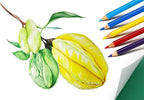 SKKSTATIONERY 288Pcs Colored Pencils, Coloring pencils Pre-sharpened, Back to school, 12 Colors, 12pcs/box, Total 288Pcs Color pencil set