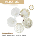YOUKE OLA 60PCS Scallop Shells for Crafts Large Beach Natural Shells Bulk for Decoupage DIY Crafts Seashell Decorations Home Decor White 4''-4.5''