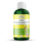 Organic Premium Kelp Seaweed Fertilizer: Indoor Plant Fertilizer & Carnivorous Plant Food for Venus Flytraps, Sundews, Drosera Capensis,Pitcher Plants,Butterworts & Other (8 OZ)