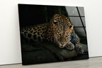 My Photostation.com 43Wx27H'' Fierce Leopard Glass Wall ArtTempered Glass Printing Wall Decor Large Wall Art Wall Hangings