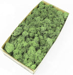 Preserved Reindeer Moss Natural Green DIY Kit Gardenning Art Wall Decor Florist Decor Easter Table Decor Wedding