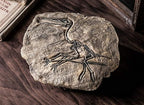 XINDAM Resin Dinosaur Fossil Statue Model Simulated Skeleton Home Office Display Decorative Craft Box Decoration (Style 3)