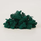 Preserved Reindeer Moss Natural Green DIY Kit Gardenning Art Wall Decor Florist Decor Easter Table Decor Wedding