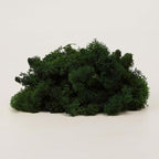 Preserved Reindeer Moss Natural Green DIY Kit Gardenning Art Wall Decor Florist Decor Easter Table Decor Wedding