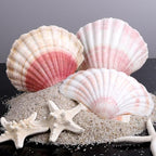 8 PCS 4-4.5 Inch Natural White&Pink Scallop Shells Sea Shells for DIY Craft Home Décor