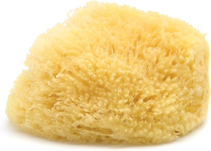Neptune Caribbean Sea Sponge, Hand Cut, Extra Large, Approx. 7-8 inches