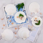10PCS Scallop Shells for Crafts 4''-5'' Natural White Large Shells Decoration for DIY Craft Painting, Home Decor, Baking and Beach, Wedding Party Decoration