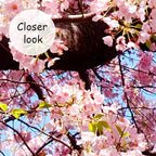 AFZEVEB-Pink Flower Wallpaper Natural Landscape Floral Wall Mural for Bedroom 159"x107"(Not Peel and Stick)