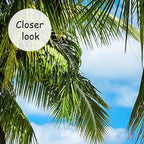AFZEVEB-Beach Wall Mural Tropical Palm Tree Landscape Wallpaper for Bedroom 136"x96"(Not Peel and Stick)