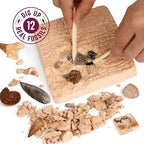 Dan&Darci Real Fossil Dig Kit for Kids - Science Kits for Boys & Girls Age 8-12 - Birthday Gift Ideas for 8, 9, 10, 11, 12 Year Old Boy or Girl - Fossils Digging STEM Toys for Ages 8-13