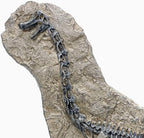XINDAM Resin Brachiosaurus Dinosaur Fossil Statue Model Simulated Skeleton Home Office Display Decorative Craft Box Decoration (Style 7)