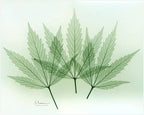 Empire Art Direct Frameless Free Floating Tempered Glass Panel Graphic Wall Art Ready to Hang, 16" x 20", Green Flower