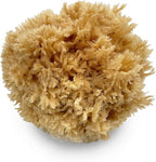 Natural Sea Wool Art Sponge: Premium Professional Grade 5"-6" Unbleached, Excellent for Painting, Decorating, Texturing, Sponging, Marbling Effects, Faux Finishes, Crafts & More by Lullingworth®