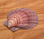 4 Pcs Polished Large Great Scallop Sea Shells 5~6 Inch,Brown Lion's Paw Baking Shells,Ocean Beach Seashells Perfect for Home Decoration, Art Craft, Vase Filler Fish Tank
