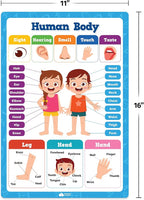 Classroom Posters - 20pcs Set 16” x 11” Educational Posters For Toddlers 1-3 - Classroom Decor - Elementary Preschool Kindergarten Classroom Must Haves Supplies - Preschool Learning Activities