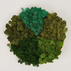 Preserved Reindeer Moss Natural Green DIY Kit Gardenning Art Wall Decor Florist Decor Easter Table Decor Wedding