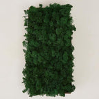 Preserved Reindeer Moss Natural Green DIY Kit Gardenning Art Wall Decor Florist Decor Easter Table Decor Wedding