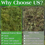 Halatool 2.2LBS Forest Green Moss for Indoor Potted Plants, Orchid Potting Mix, Indoor Potting Plant Moss for Repotting Terrariums Garden Reptiles