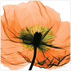 Empire Art Direct Frameless Free Floating Tempered Glass Panel Graphic Wall Art Ready to Hang, 24" x 24", Poppy Orange Flower