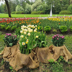 Garden Burlap Roll, 63" x 30 Feet Natural Jute Burlap Fabric Roll for Gardening Raised Bed Liners,Seed Cover,Edging,Weed Barrier,Aisle Runner Plant Cover Tree Protections (63" x 30 Feet)