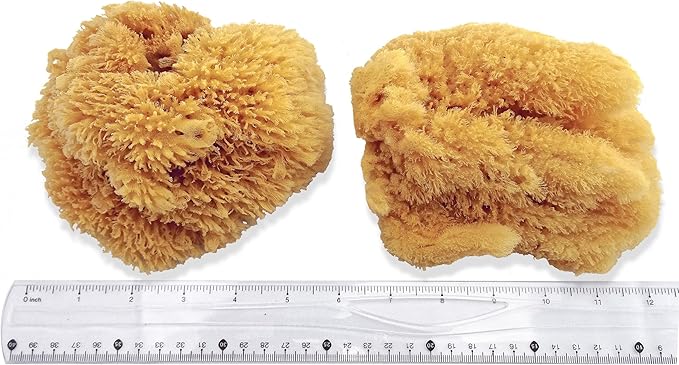 Natural Sea Sponges for Artists - Unbleached 5"-5.5" 2pc Value Pack: Great for Painting Decorating Texturing Sponging Marbling Effects Faux Finishes Crafts & More by Lullingworth®